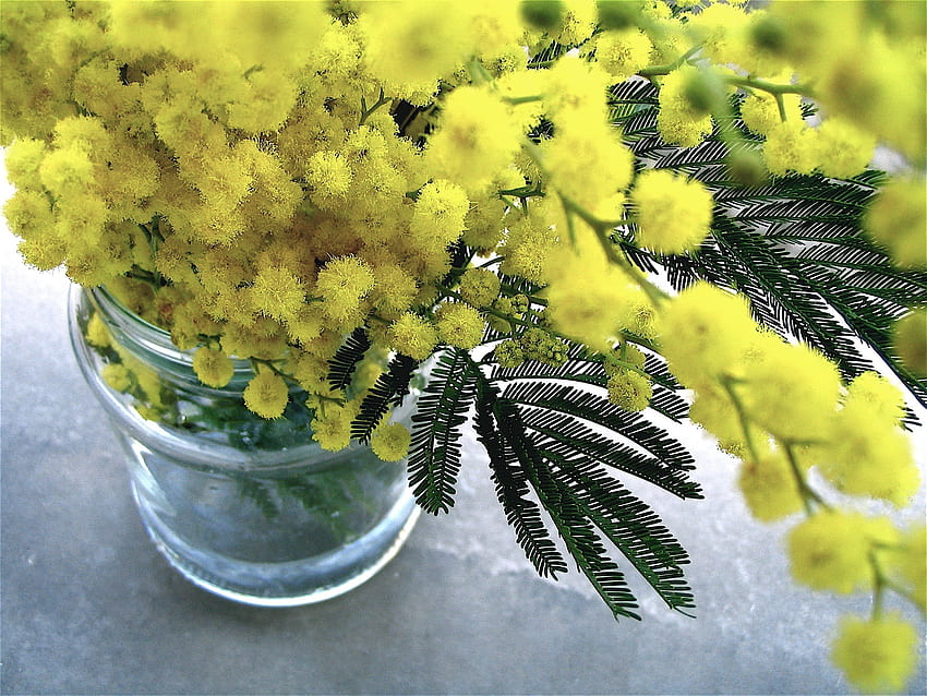 Flowers, Bouquet, Vase, Mimosa HD wallpaper