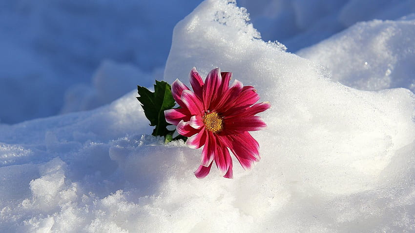 Snow flower Gallery [] for your , Mobile & Tablet. Explore Winter Flowers . Winter  Flowers , Flowers, Background Flowers, Snowy Flowers HD wallpaper | Pxfuel