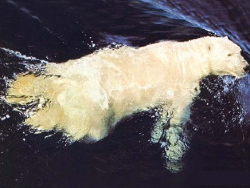 Quotidiano Nuoto, nuoto, orso polare, acqua Sfondo HD
