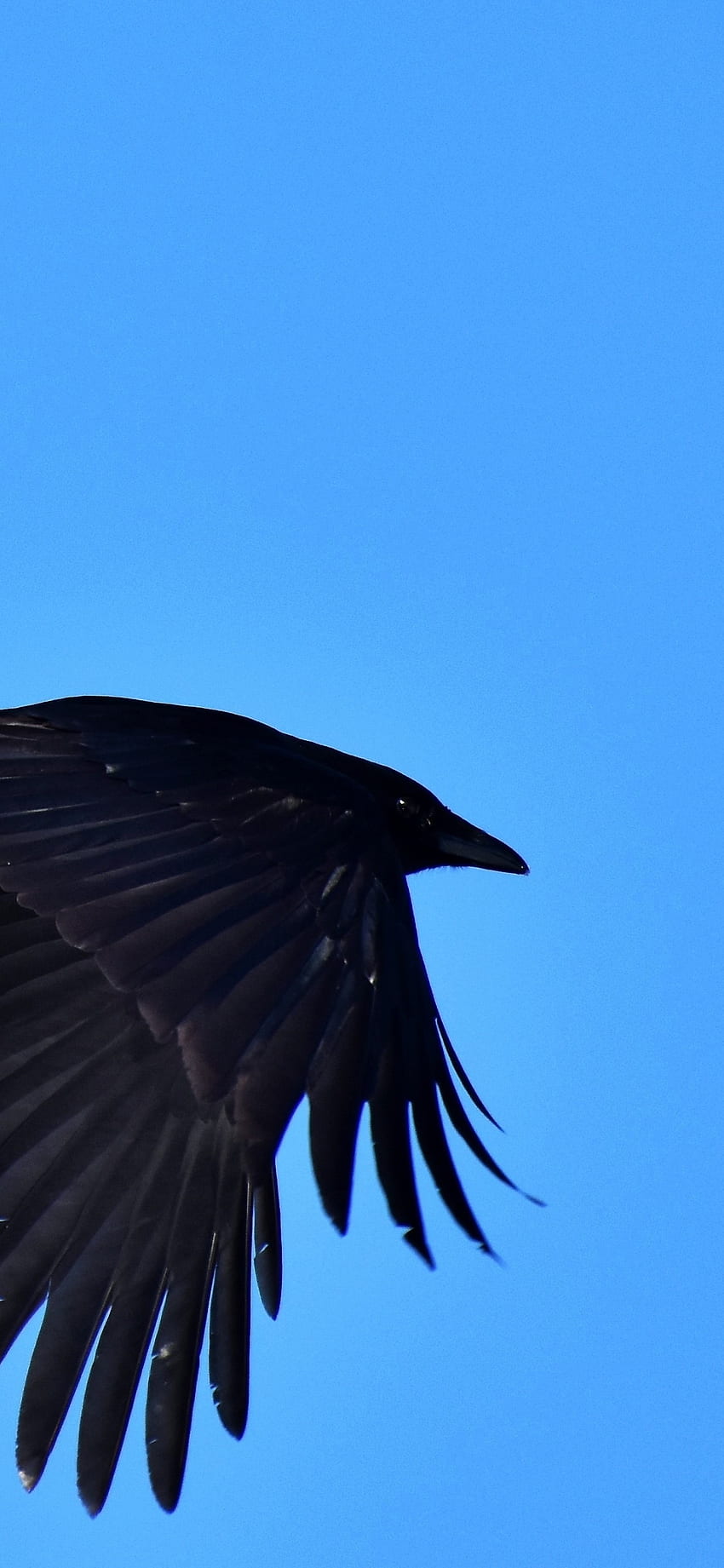 raven iphone , bird, blue, beak, sky, raven, wing, feather, crow, raven, crow like bird HD phone wallpaper