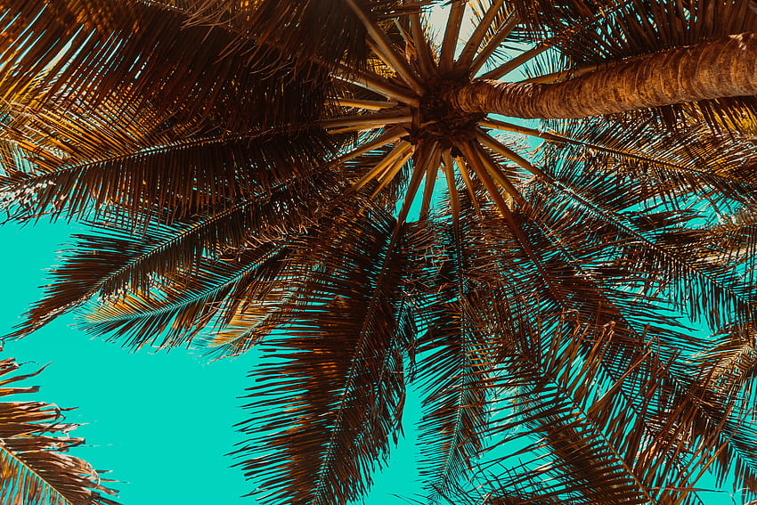 Natura, legno, albero, palma, rami, tropici, vista dal basso Sfondo HD