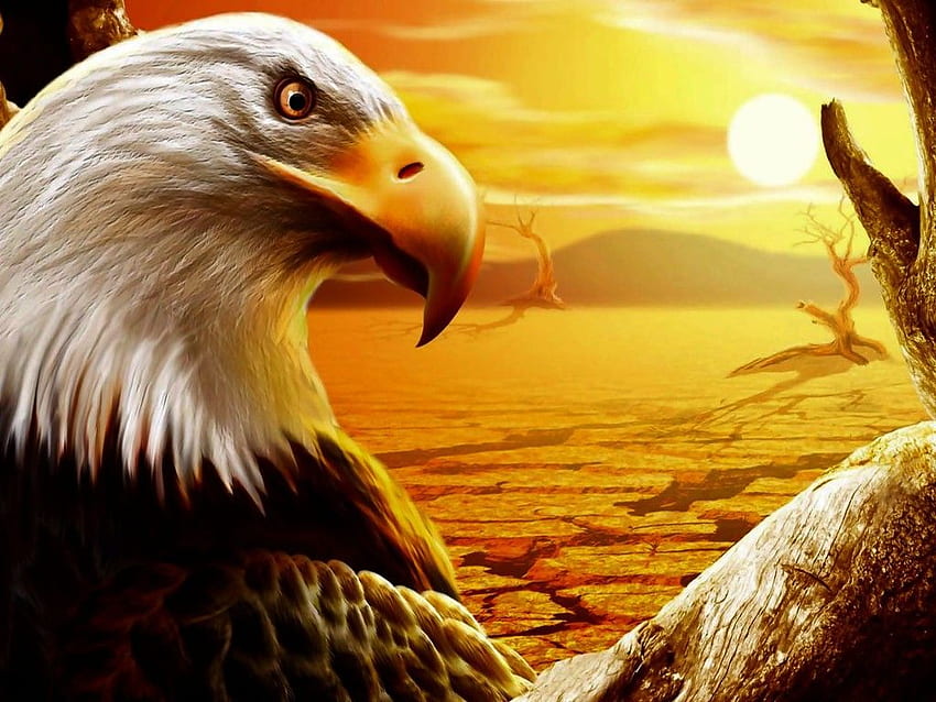 Strange Eagle - Eagle. t, Native Eagle HD wallpaper