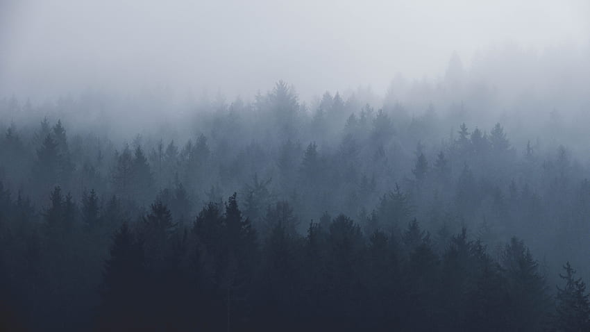 霧の森、霧の暗い森 高画質の壁紙