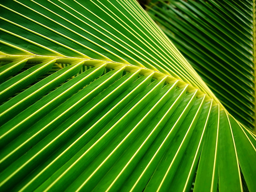 シダまたは葉？ ココナッツの葉、ヤシの葉、ヤシの木の葉、ココナッツの葉 高画質の壁紙
