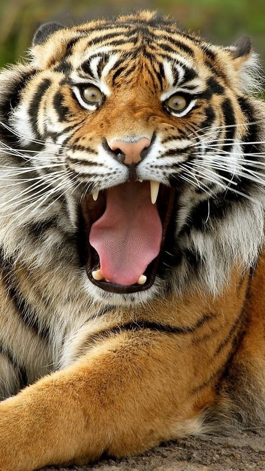 tigre, animal peligroso fondo de pantalla del teléfono