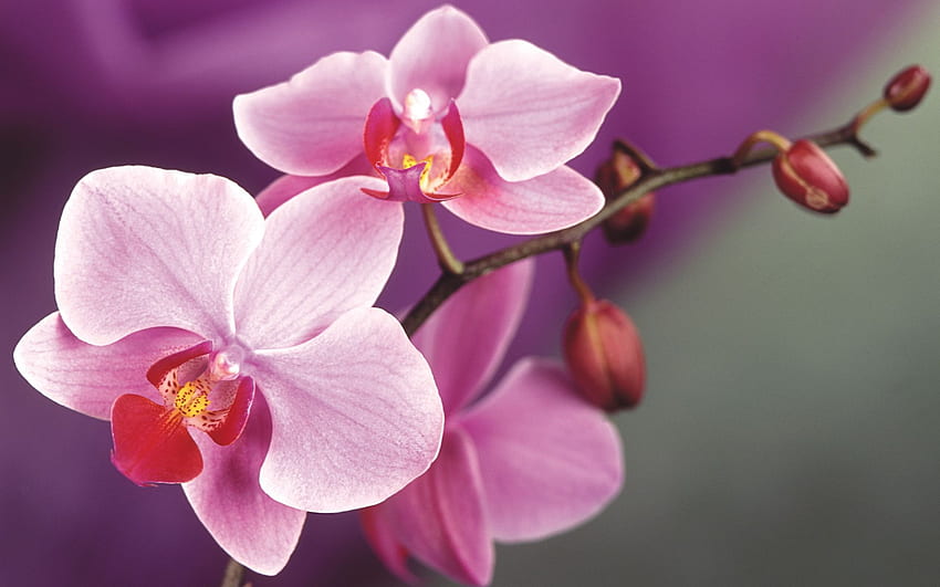 Flores Orquídeas Rosadas fondo de pantalla