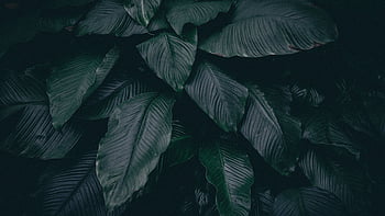 Bạn muốn tìm kiếm một hình nền đen tối mịn màng nhưng vẫn đầy sức sống? Hãy chiêm ngưỡng màn hình đẹp lung linh với hình nền cây lá tối mịn HD của chúng tôi. Với sắc đen tinh tế phối hợp với những chi tiết lá xanh, hình nền này sẽ mang đến cho bạn cảm giác thư giãn và bình yên.
