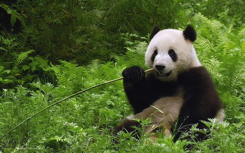 Pandas Bears Panda Windows Bing Kung Fu 2 Nature Lazy [] dla Twojego telefonu komórkowego i tabletu. Poznaj misia Bing Panda. Śliczna Panda Tapeta HD