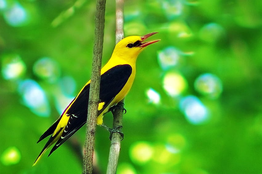Día y noche, rama, hojas verdes, pájaro, contraste, amarillo y negro. fondo de pantalla