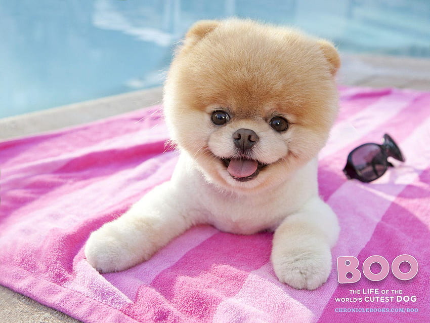 Boo The World\'s Cutest Dog, Pink Dogs HD wallpaper | Pxfuel