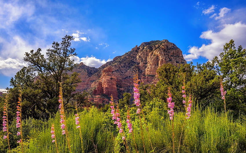 Spring Wildflowers In Mountain Beautiful Grass Spring Rocks Mountain Wildflowers Pretty