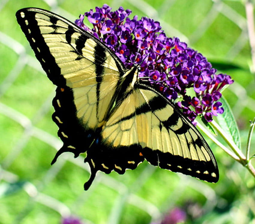 papillon, ailes, fleur mauve, machaon tigre, beau Fond d'écran HD