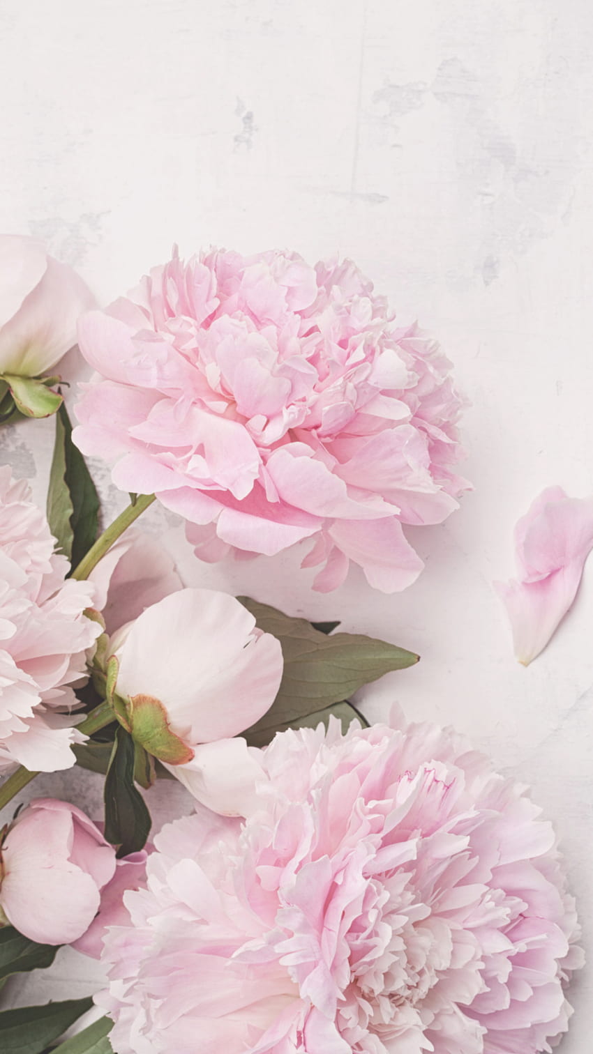 IPhone . Flower, Pink Peonies Flowers HD phone wallpaper | Pxfuel