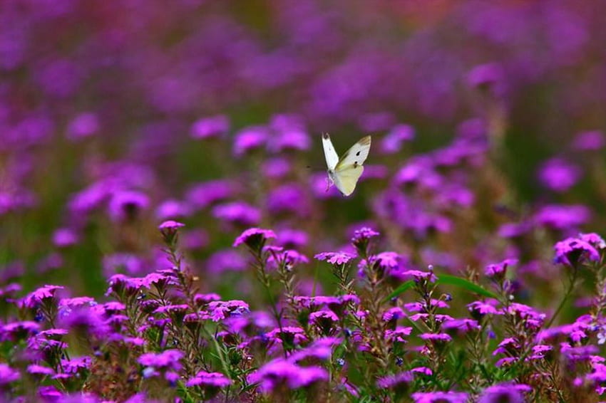 Leave the door ajar will come in without knocking, to caress your dreams to make you fly., purple flowers, butterfly, field, beautiful, outdoor nature HD wallpaper