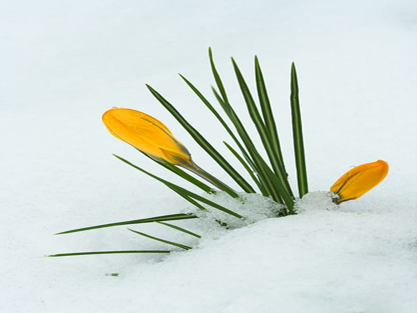 크로커스, 흰색, 눈, 노랑, 꽃 HD 월페이퍼