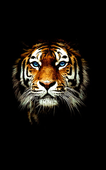 Hình nền hổ HD (HD tiger wallpapers): Bạn muốn tìm kiếm những hình nền độ phân giải cao chất lượng nhất của hổ hoang dã? Hãy truy cập vào bộ sưu tập Hình nền hổ HD để khám phá những hình ảnh sống động và chân thực nhất về chú hổ hoang dã. Bạn sẽ được đắm mình trong thế giới của những chú hổ đầy uy lực và sức mạnh!