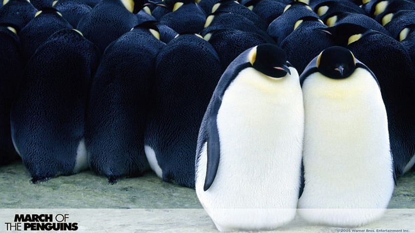 March Of The Penguins, AVES, ANIMALES, PELÍCULA fondo de pantalla