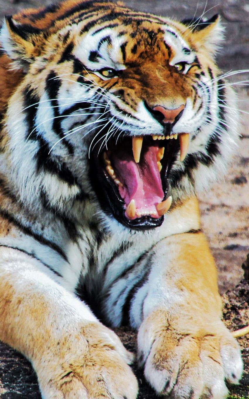 Тигър рев звук животно мобилен . Сладки животни, Сладък, Ревящ тигър HD тапет за телефон
