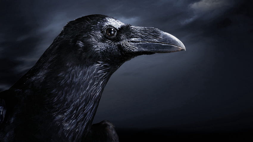 Animals, Bird, Beak, Profile, Raven HD wallpaper