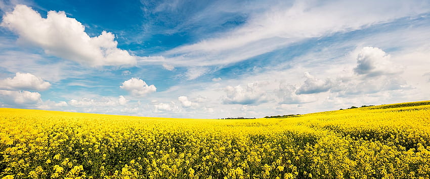 Canola: a sustainable source of healthy oil and premium protein HD wallpaper
