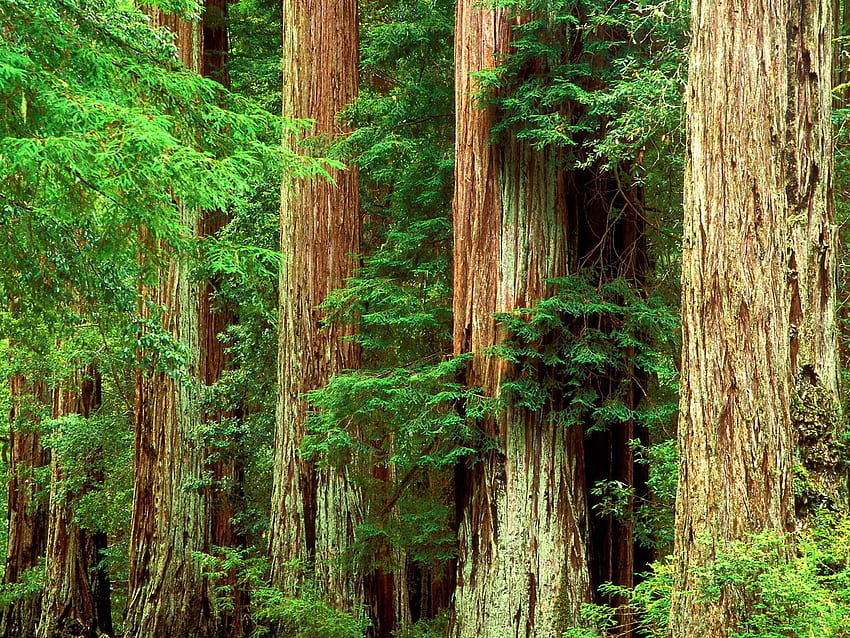 The Scenery Series in : Forest pack 1, Redwood Forest Scenic HD wallpaper