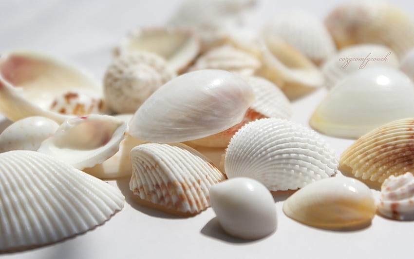 White Seashell Background HD wallpaper | Pxfuel