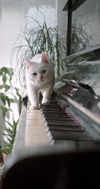 Keyboard cat HD wallpapers | Pxfuel