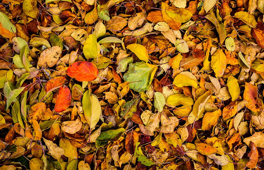 Natura, autunno, foglie, secco, caduto Sfondo HD
