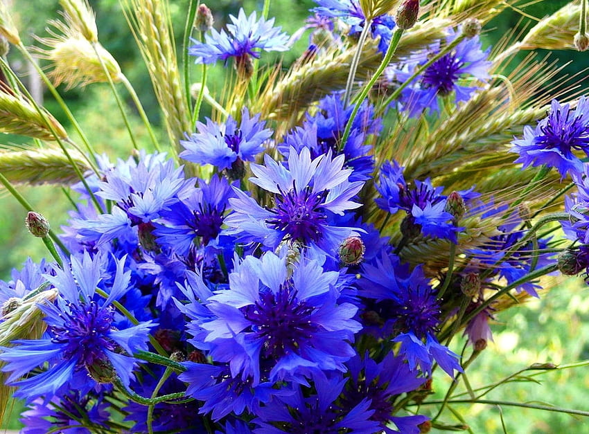 Blumen, Zapfen, Sommer, blaue Kornblumen, Blumenstrauß, Ährchen HD-Hintergrundbild