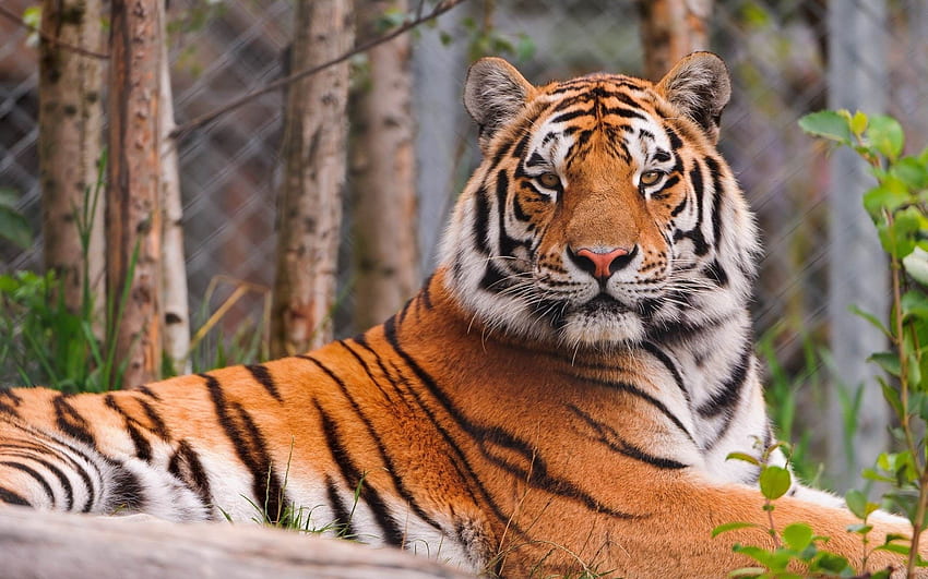 สัตว์ นอนลง โกหก นักล่า แมวตัวใหญ่ เสือ วอลล์เปเปอร์ HD