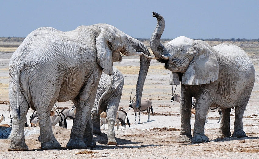 Gajah, binatang, alam, belalai Wallpaper HD