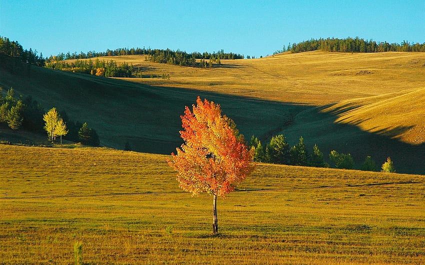 Natureza, Outono, Campo, Sombras, Sibéria, Bétula papel de parede HD