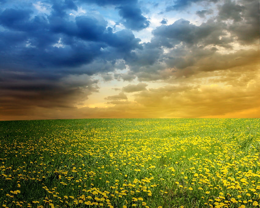 scenery, Summer, Fields, Sky, Dandelions, Clouds, Nature / and Mobile Background HD wallpaper
