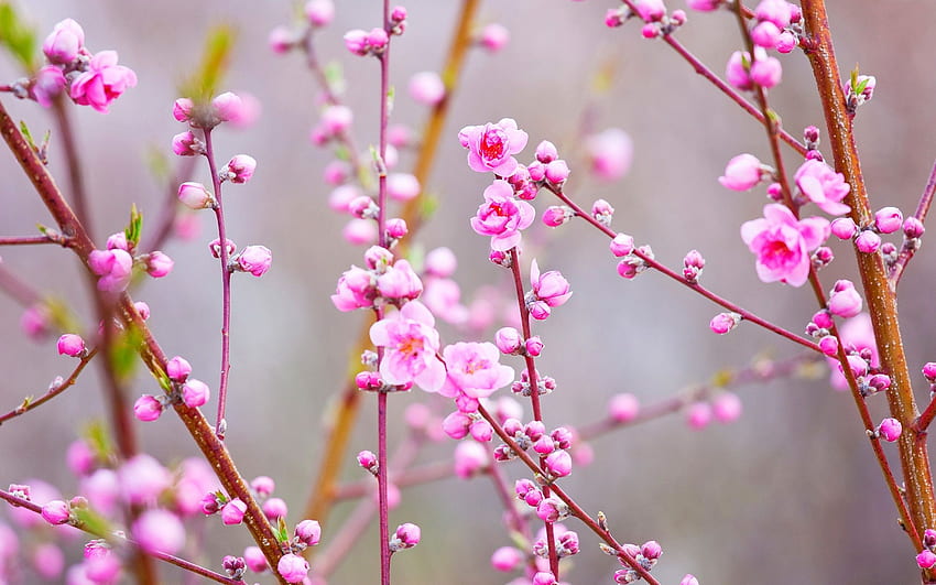Beautiful pink peach flowers, twigs, spring HD wallpaper