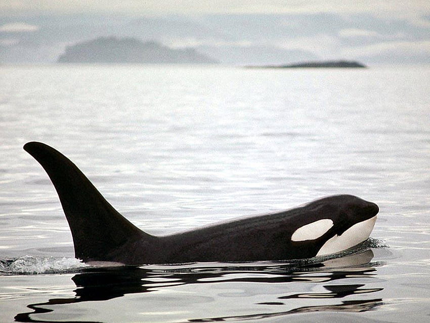 Orca Whale - Orca - the killer whale 19176730, Baby Orca HD wallpaper |  Pxfuel