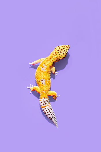 HQ Lizard . & Stock, Funny Reptile HD phone wallpaper | Pxfuel