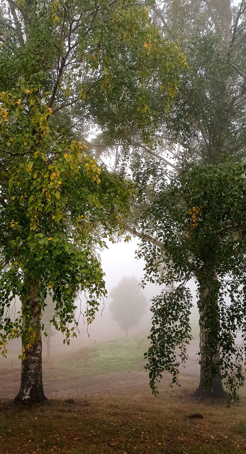 Trees In The Mist, green, bad weather, fall, nature, tree, weather, yellow, wood, autumn HD phone wallpaper
