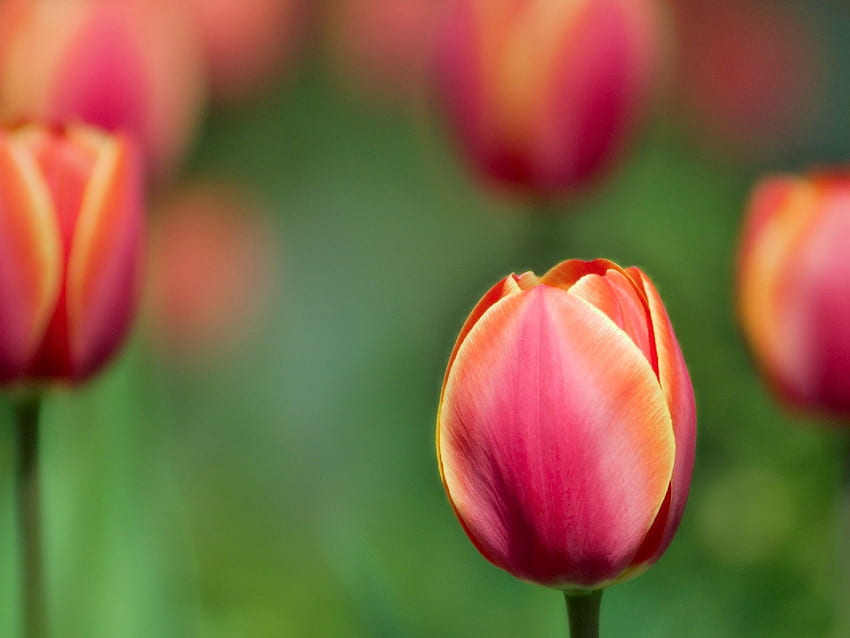 Flowers, Tulips, Blur, Smooth, Close-Up HD wallpaper