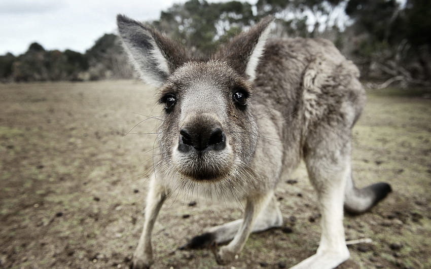 Tiere, Känguru, Cool, Nase, Erstaunen, Überraschung, Neugierig HD-Hintergrundbild