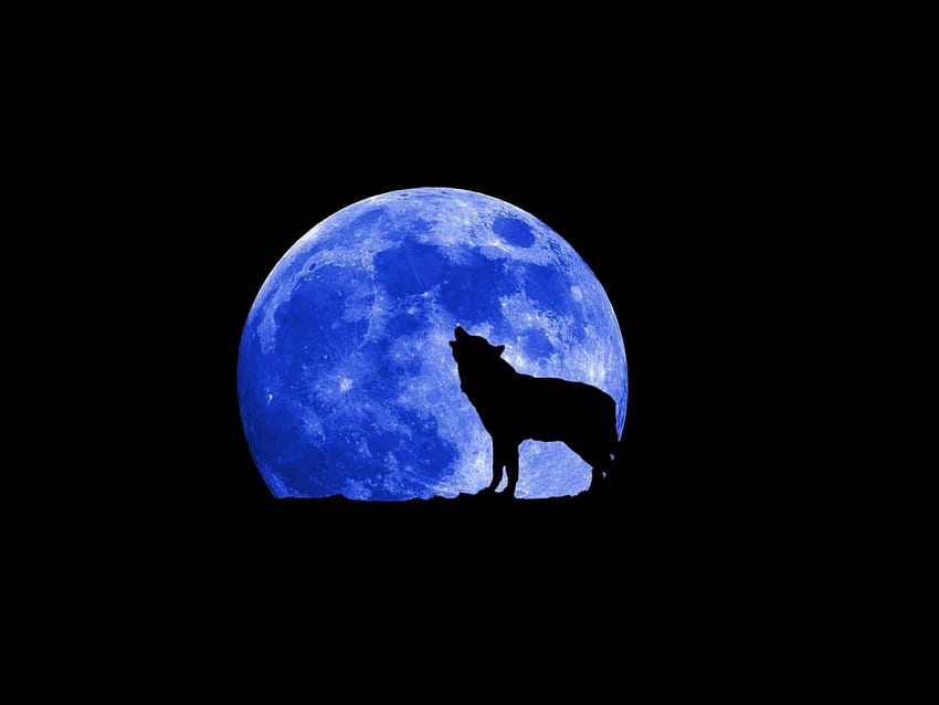 Wolf and blue moon, animal, moon, wolf, wild, predator HD wallpaper