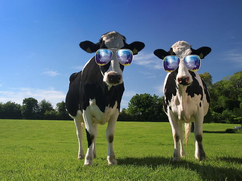 Mucche divertenti, mucche, campo, animali, verde, tempo, divertente, erba Sfondo HD