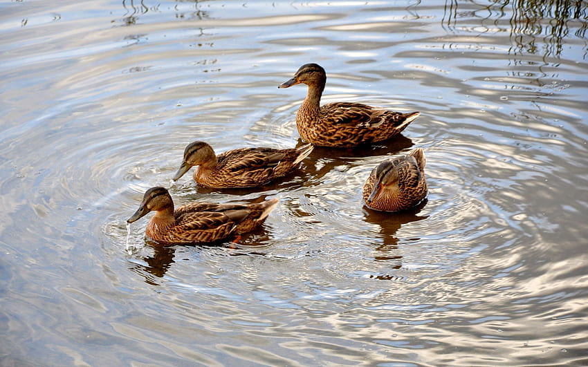 Animals, Ducks, Lake, Family, To Swim, Swim HD wallpaper