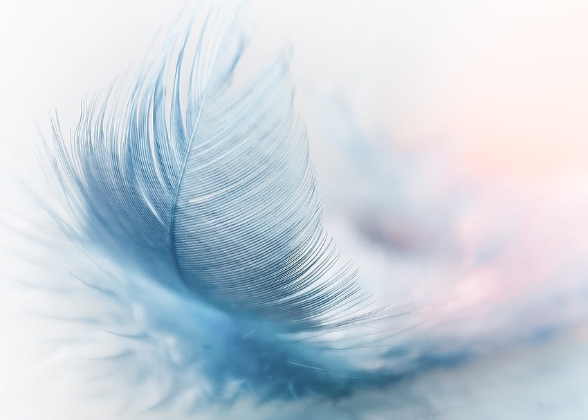 Feather Ease Slightly Blue Airy and Stock . ビジュアルコカイン 高画質の壁紙