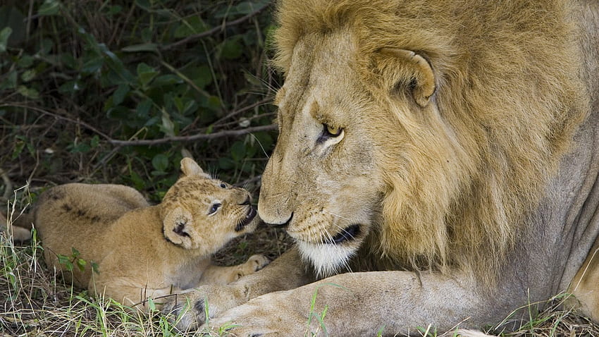 Animals, Lion, Family, Care, Tenderness, Lion Cub HD wallpaper