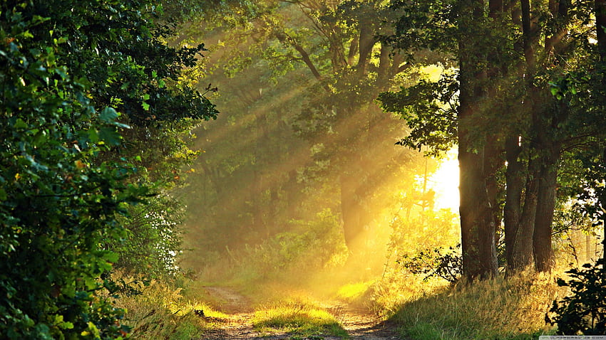 Sunny Morning, Forest Path Ultra Background for : & UltraWide & Laptop ...