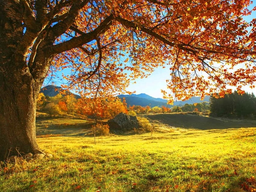 Oktober, daun, musim gugur, cabang, musim gugur, indah, dedaunan, pohon Wallpaper HD
