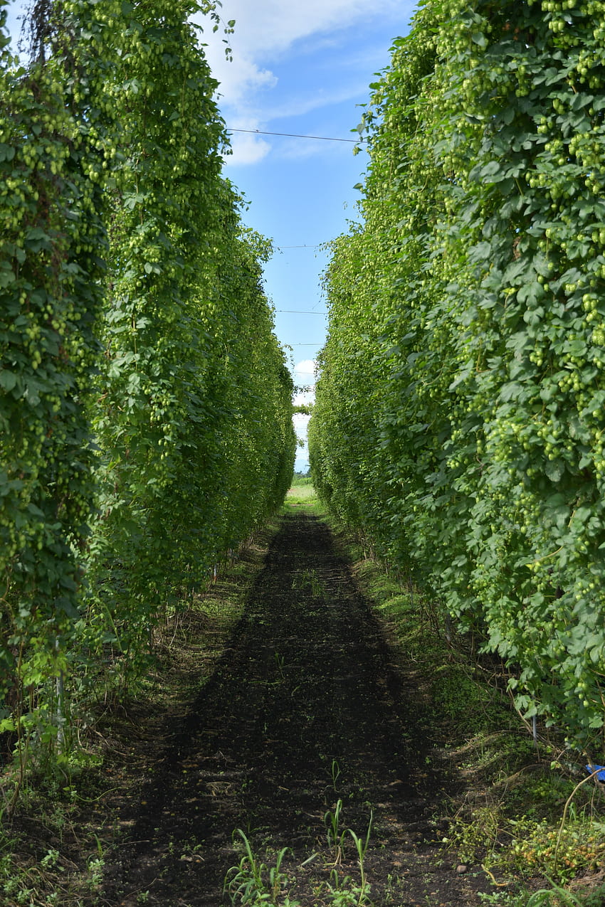 stock of beer, hop garden, Hops HD phone wallpaper