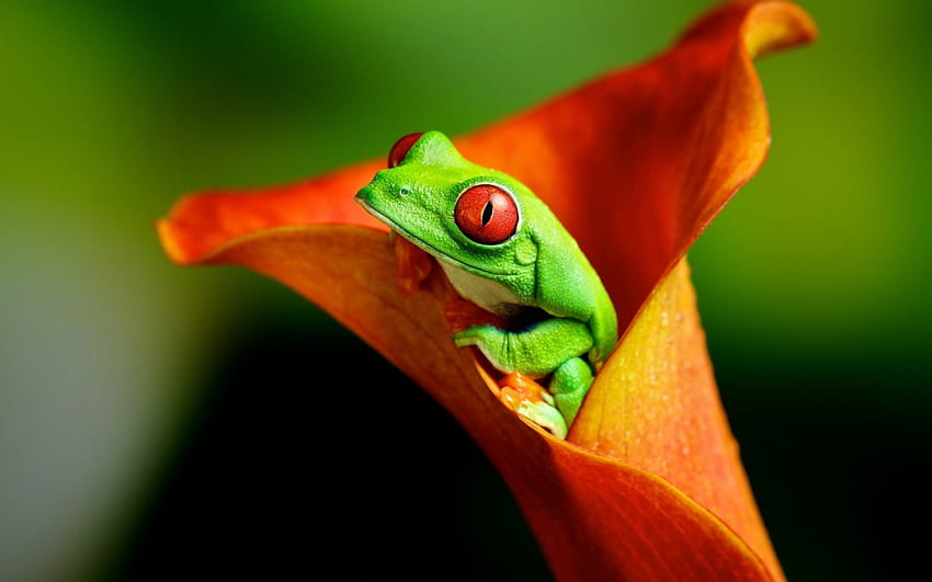 Frog Inside Orange Flower, inside, orange, frogs, flower HD тапет