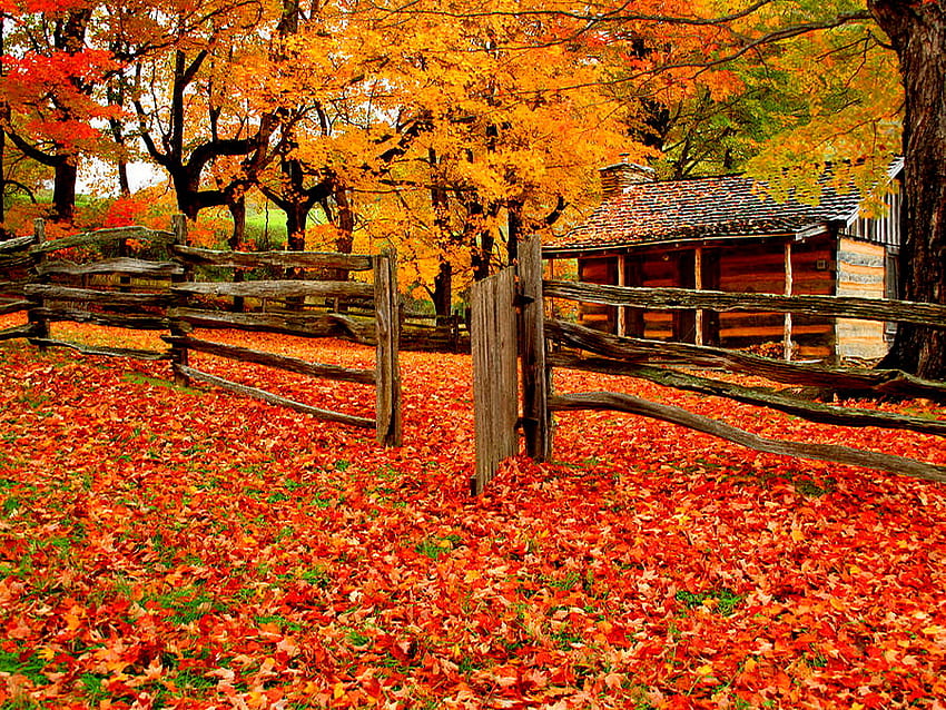 A farm in autumn, house, fall, farm, beautiful, leaves, red, trees, autumn, cottage, forest HD wallpaper