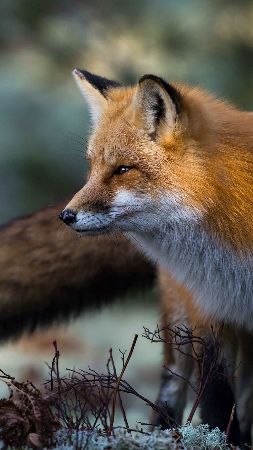 Fox Wallpapers 4K APK for Android Download